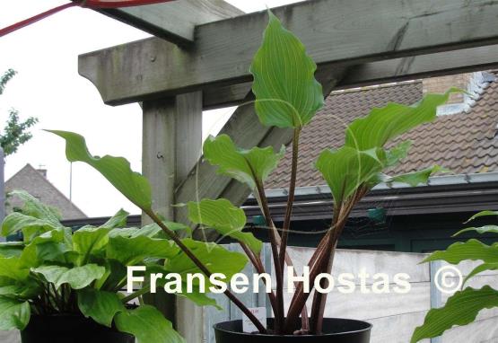 Hosta Rocket's Red Glare