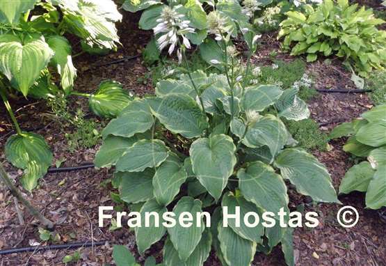 Hosta Rocky Mountain High