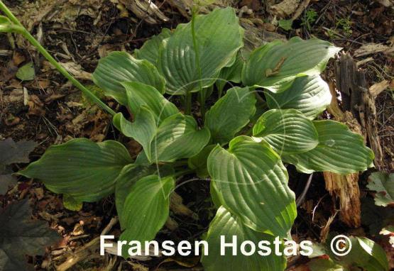 Hosta Rocky Mountain High