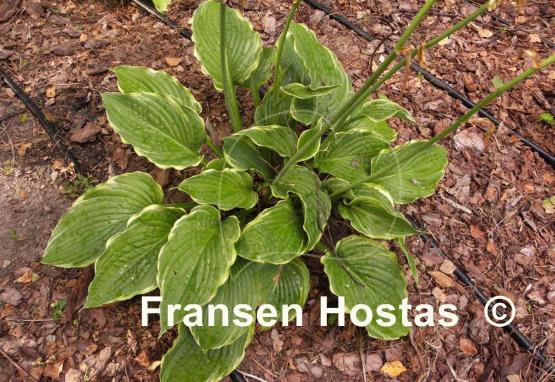 Hosta Rocky Mountain High