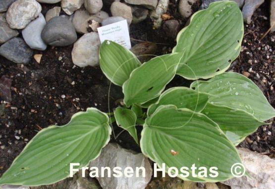 Hosta Rocky Mountain High