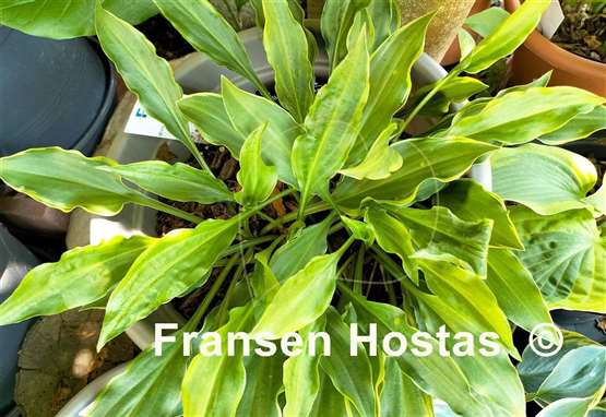 Hosta Roller Coaster Ride