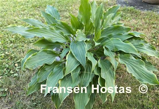 Hosta Roller Coaster Ride