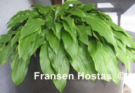 Hosta Roller Coaster Ride