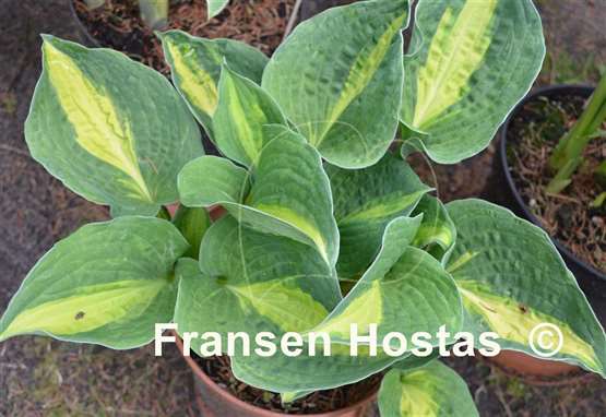 Hosta Rootin Tootin