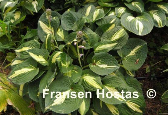 Hosta Rootin Tootin