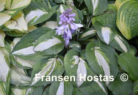 Hosta Rootin Tootin