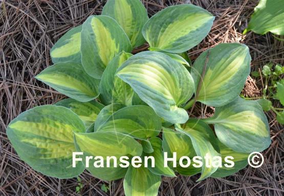 Hosta Rootin Tootin