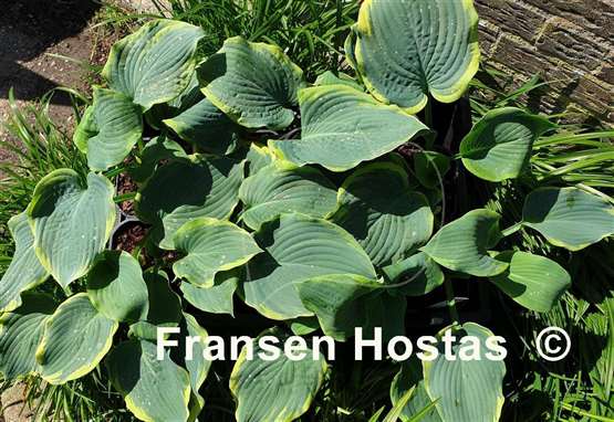 Hosta Roseann Walter