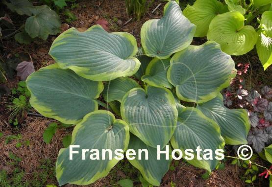 Hosta Roseann Walter