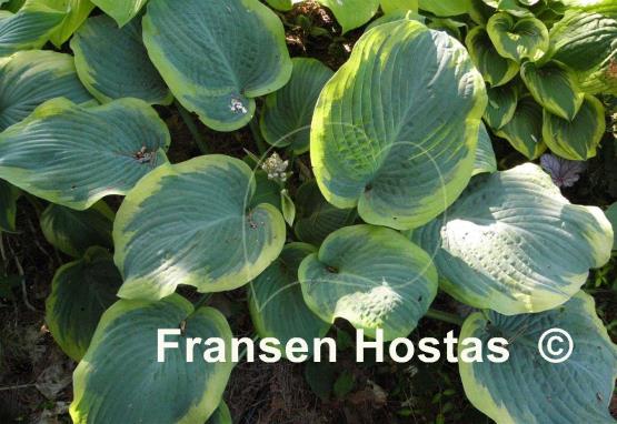 Hosta Roseann Walter