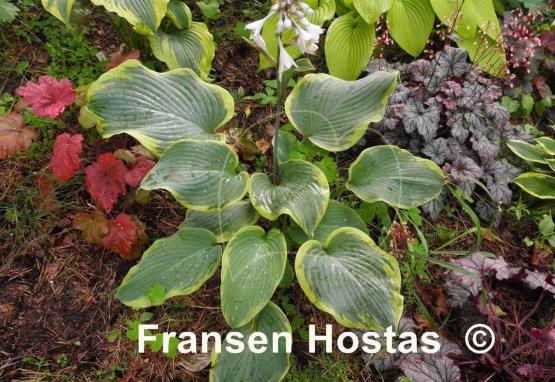 Hosta Roseann Walter