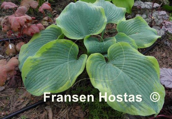 Hosta Roseann Walter