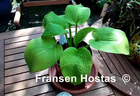 Hosta Rosedale Golden Candlestick