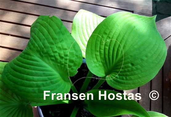 Hosta Rosedale Golden Candlestick