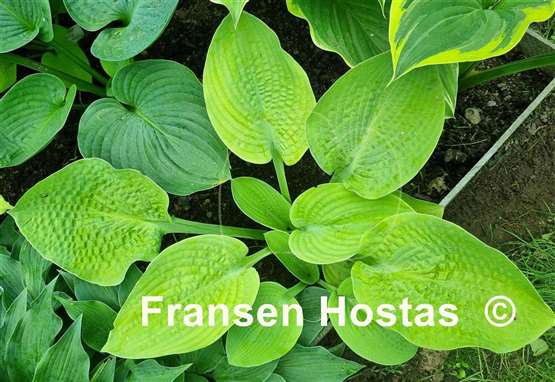 Hosta Rosedale Golden Candlestick