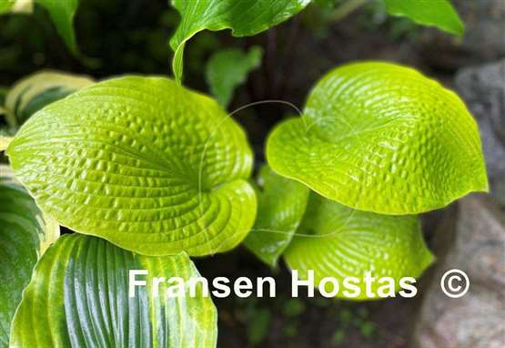 Hosta Rosedale Golden Candlestick