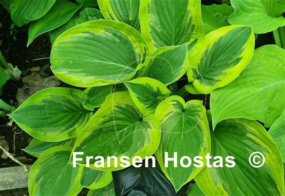 Hosta Rosedale Misty Pathways