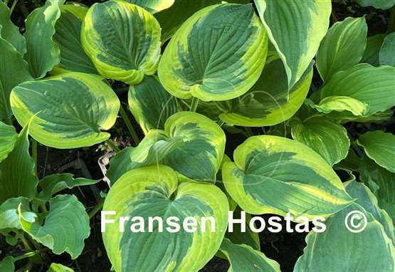 Hosta Rosedale Misty Pathways