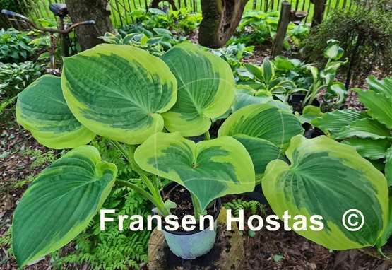 Hosta Rosedale Misty Pathways