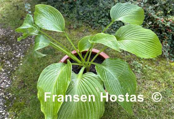 Hosta Rosedale Richie Vallens