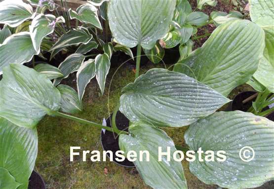 Hosta Rosedale Richie Vallens