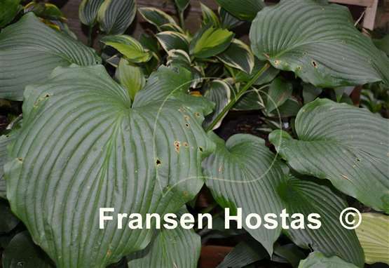 Hosta Rosedale Richie Vallens