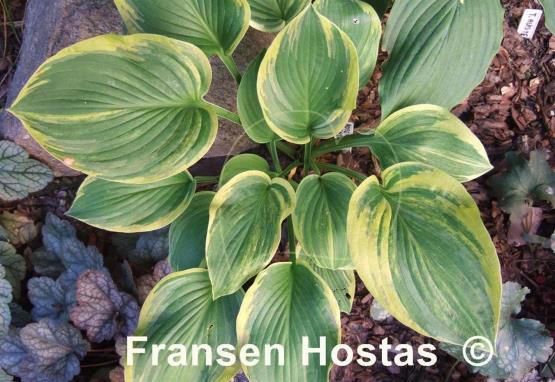 Hosta Rosedale Blend Master