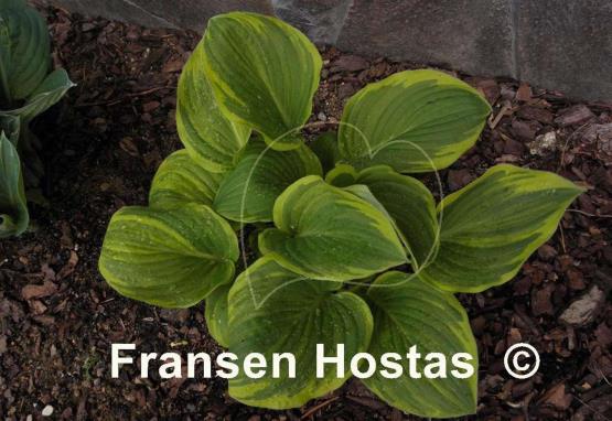 Hosta Rosedale Blend Master