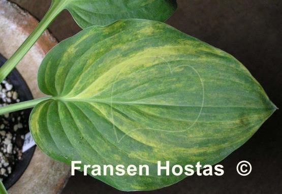 Hosta Rosedale Blend Master