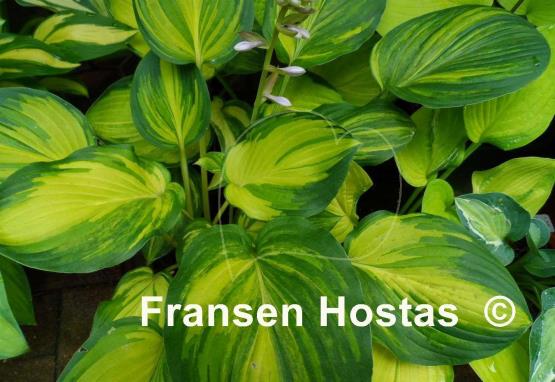 Hosta Rosedale Blend Master