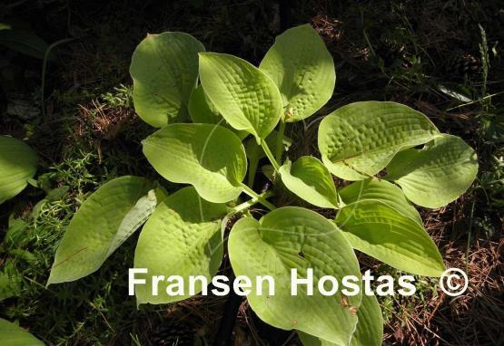 Hosta Rosedale Lost Dutchman