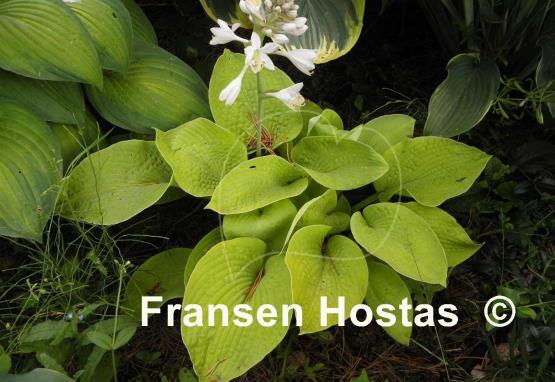 Hosta Rosedale Lost Dutchman