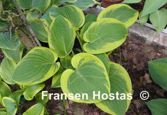 Hosta Rosedale Misty Pathways