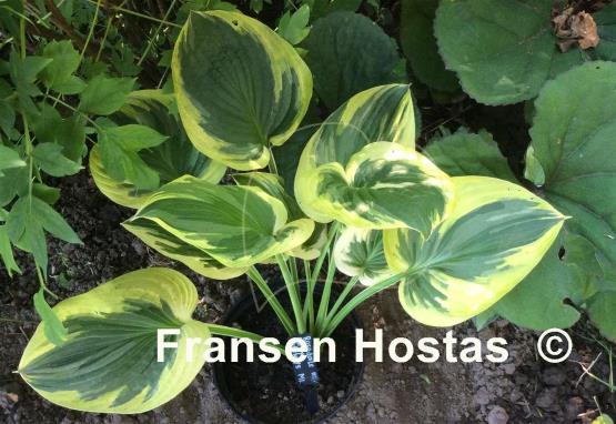 Hosta Rosedale Misty Pathways