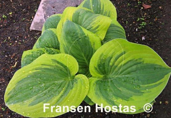 Hosta Rosedale Misty Pathways