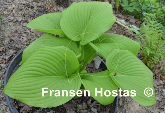Hosta Rosedale Viagra