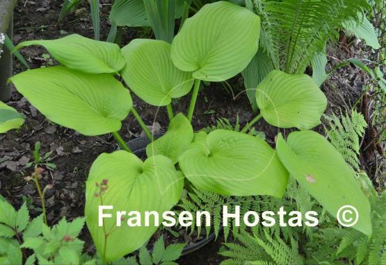 Hosta Rosedale Viagra