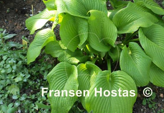 Hosta Rosedale Viagra