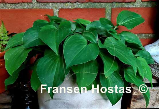 Hosta Rosemoor