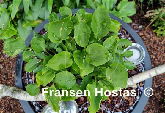 Hosta Rosemoor