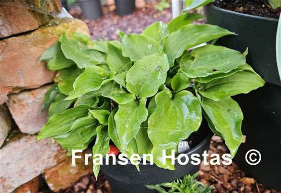 Hosta Rosemoor