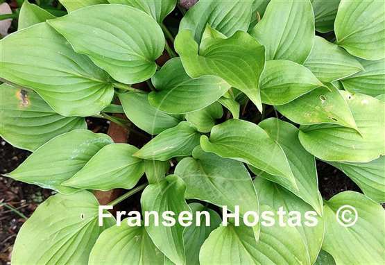 Hosta Rosemoor