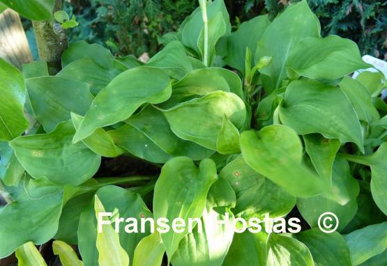 Hosta Rosemoor