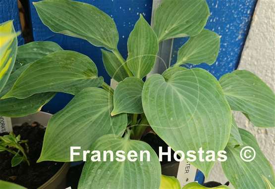 Hosta Rosi