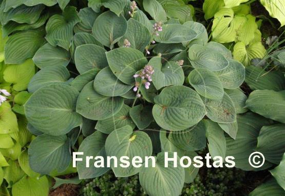 Hosta Rotunda