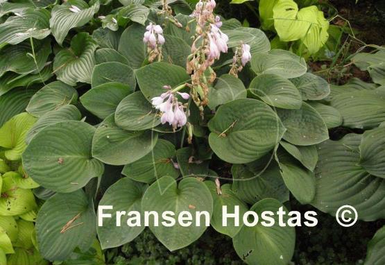 Hosta Rotunda