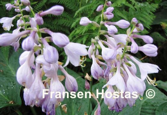 Hosta Rotunda