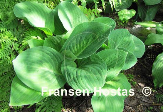 Hosta Rotunda