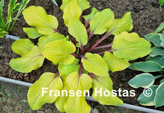 Hosta Rough Lemon